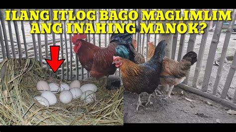 naglilimlim na manok in english|ILANG ITLOG BAGO MAGLIMLIM ANG INAHING NATIVE NA .